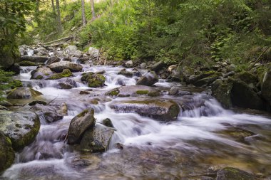 Güzel doğa - orman dağ nehri. Slovakya
