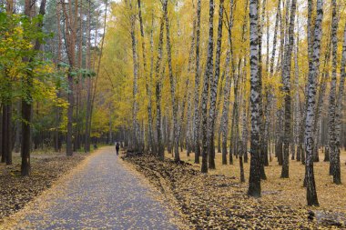 Şehir parkında altın sonbahar