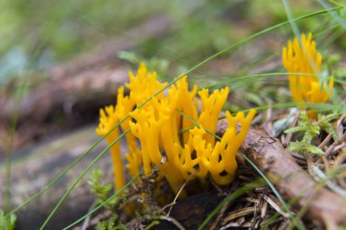 Ramaria flava mantarı yakın plan.