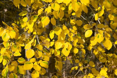 Aspen sarı yapraklar Sonbaharda bir ağaçta