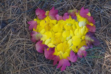 Sarı ve kırmızı yapraklar kırlangıçta kalp şeklinde.