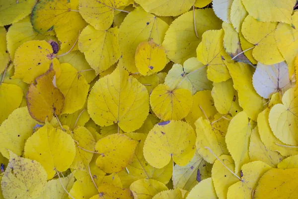 Žluté barevné podzimní listí na lesní půdě — Stock fotografie