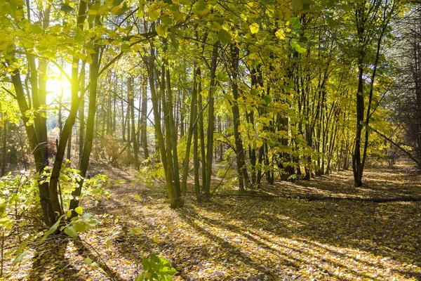 Goldener Herbst im Wald. — Stockfoto