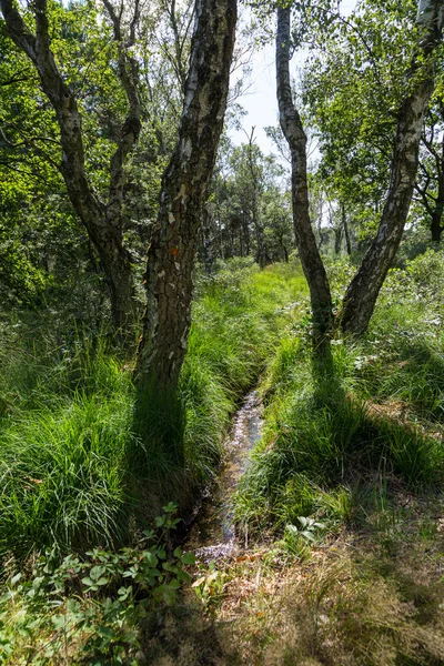 Hoge Kempens Nationalpark Flandern Belgien Sommaren Skogsbäck Bland Gröna Gräs — Stockfoto