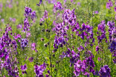 Vahşi mavi çiçekler, Delphinium elatum. Larkspur çiçekleri. Çiçek açan yaz çayırı. Bulanık yeşil arka planda, güneş ışığında çiçek açan alan..