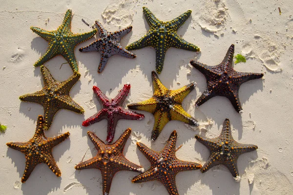 Multicolored starfishes, sea stars,  close-up,  on a background of sea sand.