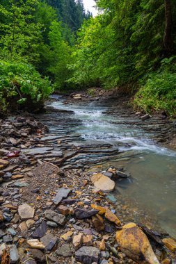 Yeşil ormanın arasındaki güzel küçük dağ nehri. Carpathian Flysch Kuşağı. Karpatlar. Ukrayna. Yaz dağı manzarası.