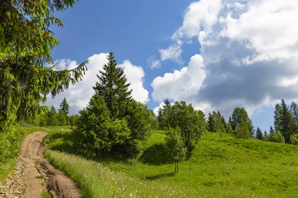 Sommarlandskap Bergen Vägen Uppåt Trail Bland Träden Mot Bakgrund Molnig — Stockfoto