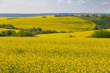 Yeşil ağaçların arasındaki tepelerde çiçek açan kolza tohumu tarlaları. Gökyüzüne karşı sarı kolza tohumu tarlası. Kırsal alan. Ukrayna