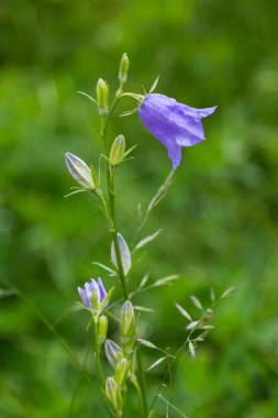 Campanula persisifolia. Şeftali yapraklı çan çiçeği. Bulanık yeşil bir arka planda mavi, tek bir çan çiçeği. Çayırda bir çiçek. Doğal çiçek arkaplanı.