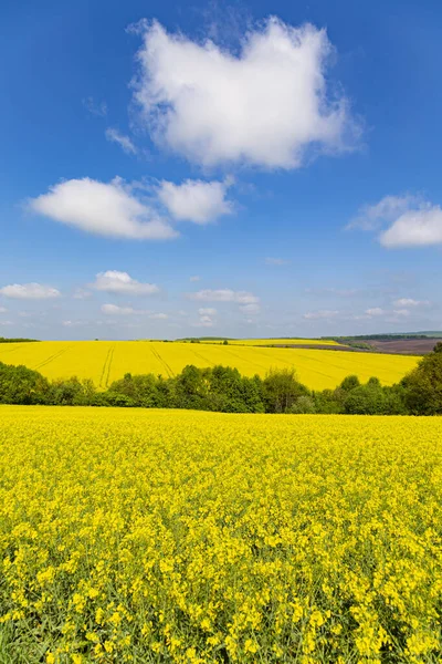 Panorama Flowering Rapeseed Fields Hills Green Trees Yellow Rape Agricultural — Stock Photo, Image