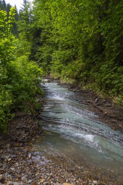 Yeşil ormanın arasındaki güzel küçük dağ nehri. Karpatlar. Ukrayna. Yaz dağı manzarası.