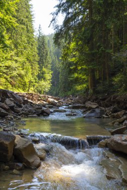 Hızlı çağlayan dağ nehri yeşil ormanlar arasında akar. Karpatların güzel doğası. Ukrayna. Avrupa. Yaz dağı manzarası