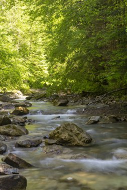 Yeşil orman arasında hızlı dağ nehri akıyor. Karpatların güzel doğası. Ukrayna. Avrupa. Yaz dağı manzarası