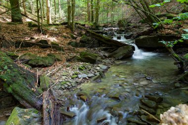 Yazın orman nehrinin aktığı doğa manzarası. Karpatlar 'ın TransCarpathia Lumshory köyü yakınlarındaki Turichka nehri. Ukrayna.