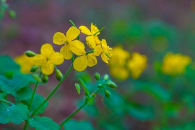 Çiçekli St. John otu, Hypericum perforatum, bulanık doğal bir arka plan, seçici odaklanma, yakın çekim. Ormanda yaz çiçekleri.