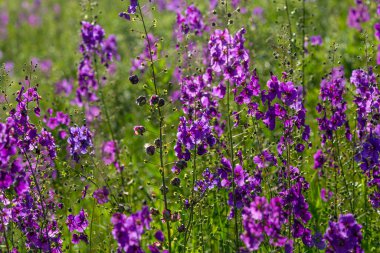 Vahşi mavi çiçekler, Delphinium elatum. Larkspur çiçekleri. Çiçek açan yaz çayırı. Bulanık yeşil arka planda, güneş ışığında çiçek açan alan..