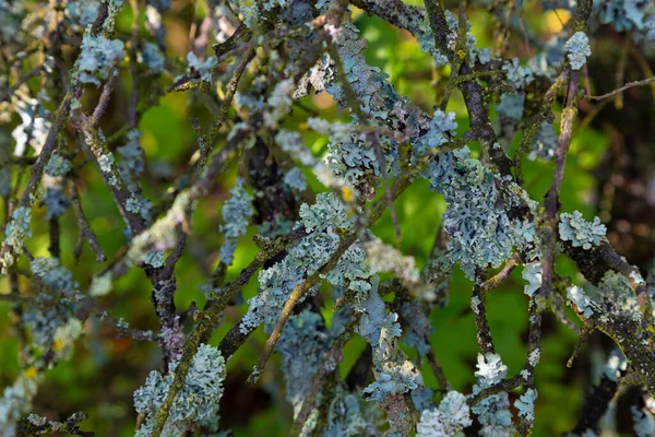 常緑樹プルナストリ 乾燥した枝の樹皮にオアクモス 太陽の光で灰色の地衣類 クローズアップ ぼやけた背景に — ストック写真