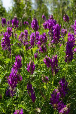 Vahşi mavi çiçekler Astragalus onobrychis. Çiçek açan yaz çayırı. Bulanık yeşil arka planda, güneş ışığında çiçek açan alan..