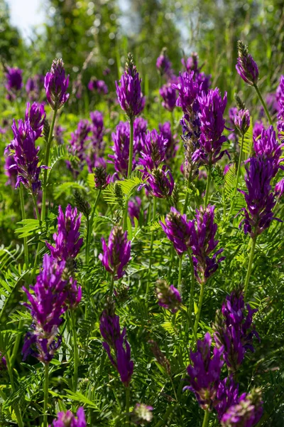 Vahşi mavi çiçekler Astragalus onobrychis. Çiçek açan yaz çayırı. Bulanık yeşil arka planda, güneş ışığında çiçek açan alan..