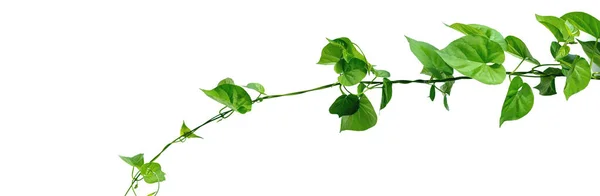 Vinná Réva Zelenými Listy Srdcovitého Tvaru Kroucená Samostatně Bílém Pozadí — Stock fotografie