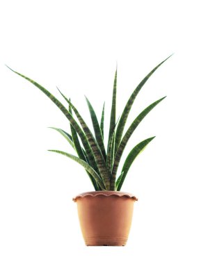 Saksıdaki bitkiler beyaz arka planda ayrı ayrı.