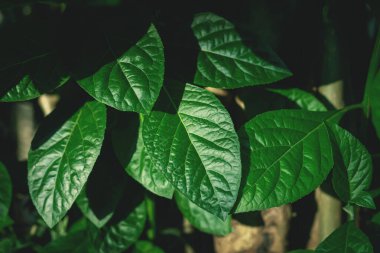 Doğal yeşil yapraklar arkaplan dokusu yaprakları