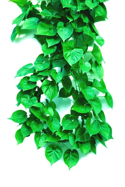 Vine Green Leaves Heart Shaped Twisted Separately White Background — Stock Photo, Image