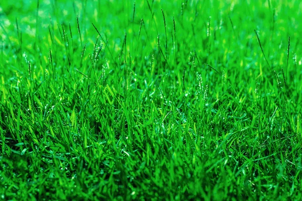 Die Textur Des Grünen Grases Für Den Hintergrund — Stockfoto