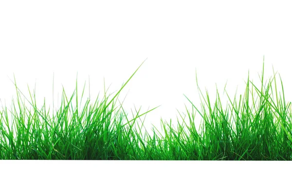 Zielona Trawa Odizolowana Białym Tle — Zdjęcie stockowe