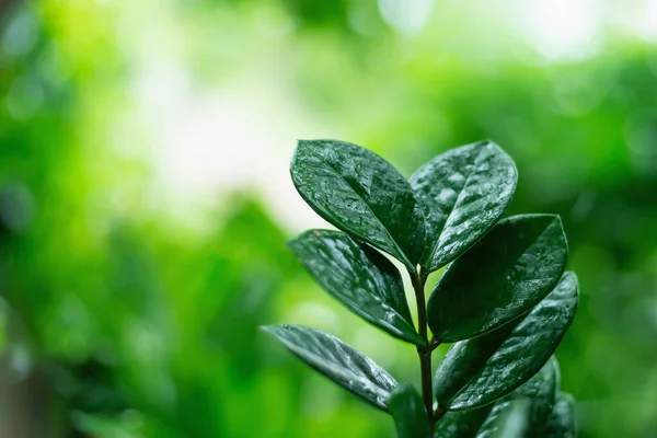 Gröna Blad Suddig Grã Bakgrund Trã Dgã Rden Med Kopieringsyta — Stockfoto