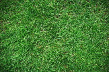 Arkaplan için yeşil çimenlerin dokusu