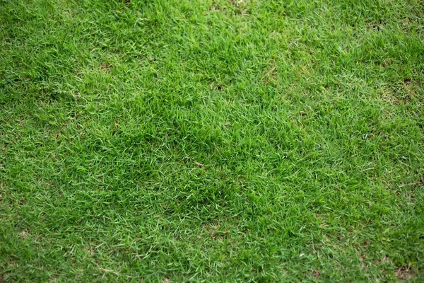 The texture of green grass for the background