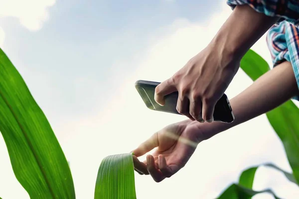 Moderne Boeren Gebruiken Smartphones Maïsbladeren Controleren — Stockfoto