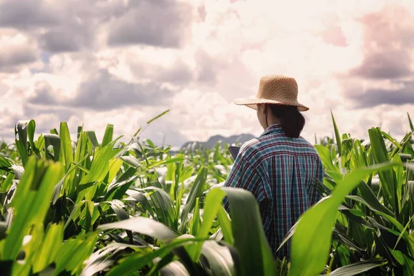 Moderne Boeren Gebruiken Smartphones Maïsbladeren Controleren — Stockfoto