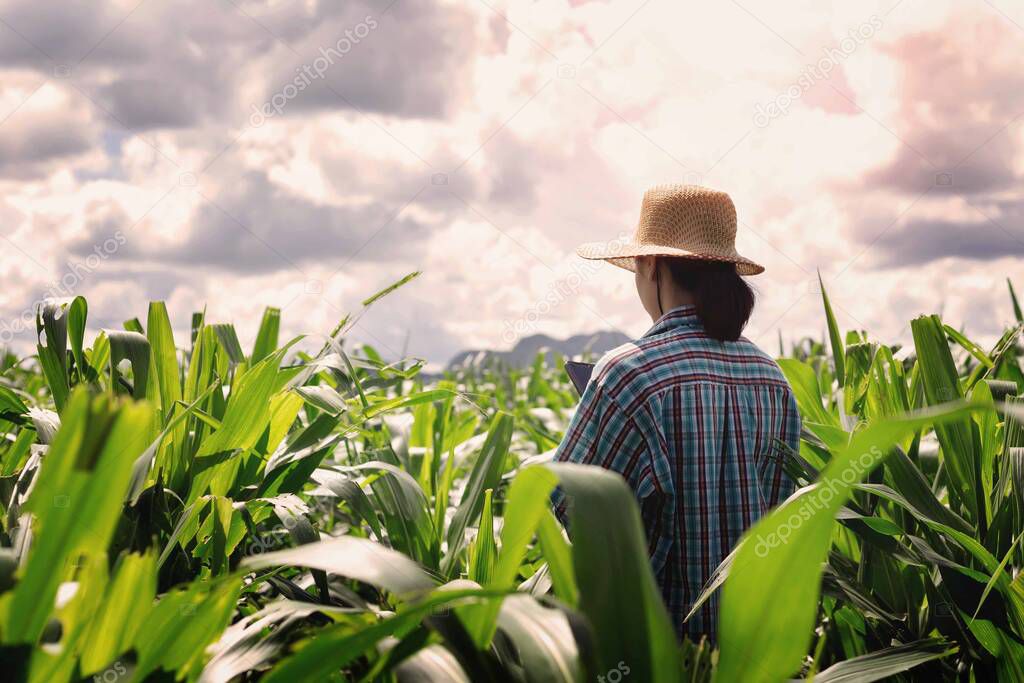 Modern farmers use smartphones to check corn leaves