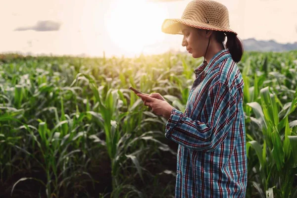 Moderne Boeren Gebruiken Smartphones Maïsbladeren Controleren — Stockfoto