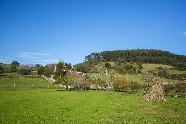 Mavi gökyüzü, tres ve güneş ışığı ile bir manzara fotoğrafı
