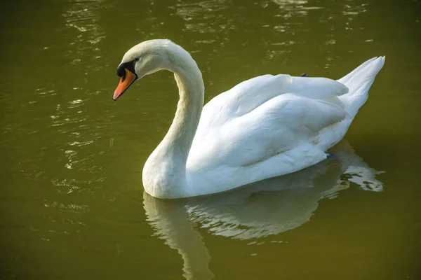 Foto Fågel Med Damm Och Solljus — Stockfoto