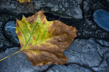 Soğuk renkler ve güneş ışığı ile kuru bir ayrılış fotoğraf