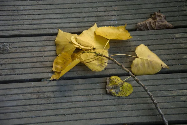 Foto Flera Blad Med Kalla Färger Och Solljus — Stockfoto