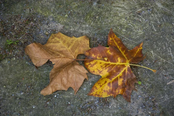 Photo Two Leaves Cold Colours Sunlight — Stock Photo, Image