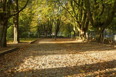 Bir park birkaç tres ve güneş ışığı ile fotoğraf