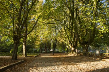 Bir park birkaç tres ve güneş ışığı ile fotoğraf