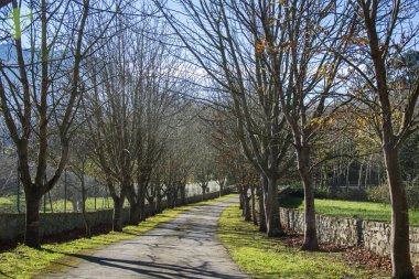 Birkaç ağaç ve güneş ışığı ile bir yol Fotoğrafı