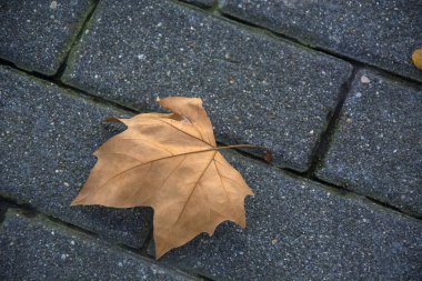 Soğuk renkler ve güneş ışığı ile kuru bir ayrılış fotoğraf.