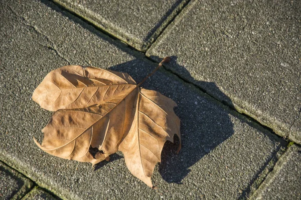 Photo Dry Leave Sun Shadow — Stock Photo, Image