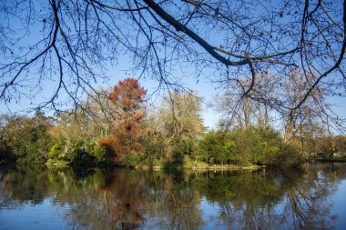 Birkaç ağaç, gölet ve mavi gökyüzü ile Park.