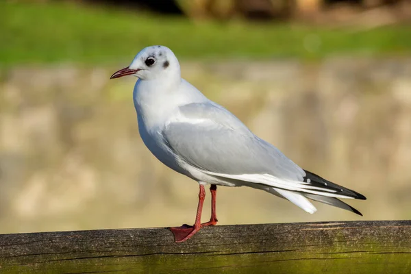 Vogel Mit Sanften Farben Selektivem Fokus Und Sonnenlicht — Stockfoto