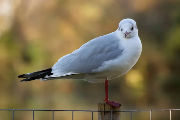 Foto Fågel Med Mjuka Färger Selektivt Fokus Och Solljus — Stockfoto